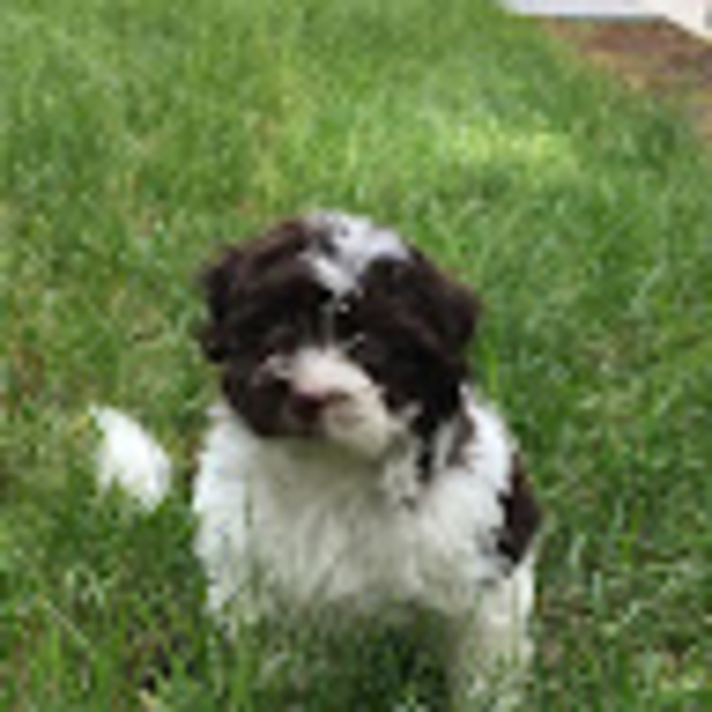 Meet your Posher, Maraki